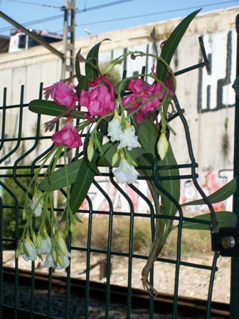 Flores en el lugar donde se paro el tren9.jpg